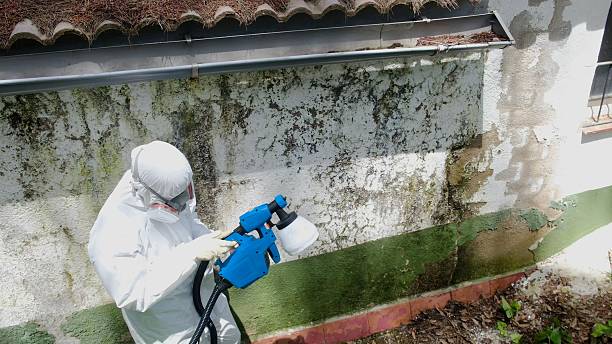 Trusted Attic Mold Removal service in Brighton, CO - Cheap Mold Removal